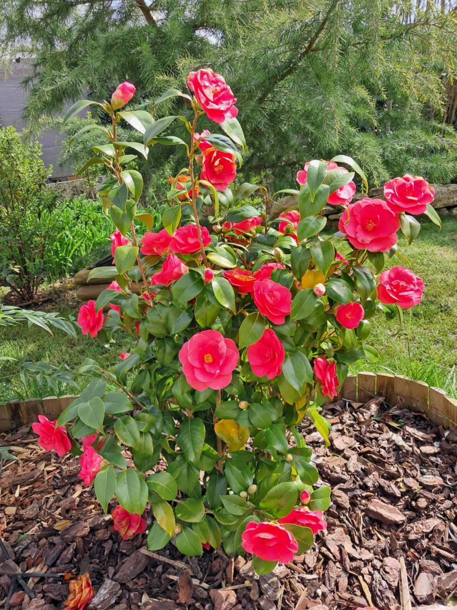 Maison Longere Les Camelias Vinneuf Εξωτερικό φωτογραφία